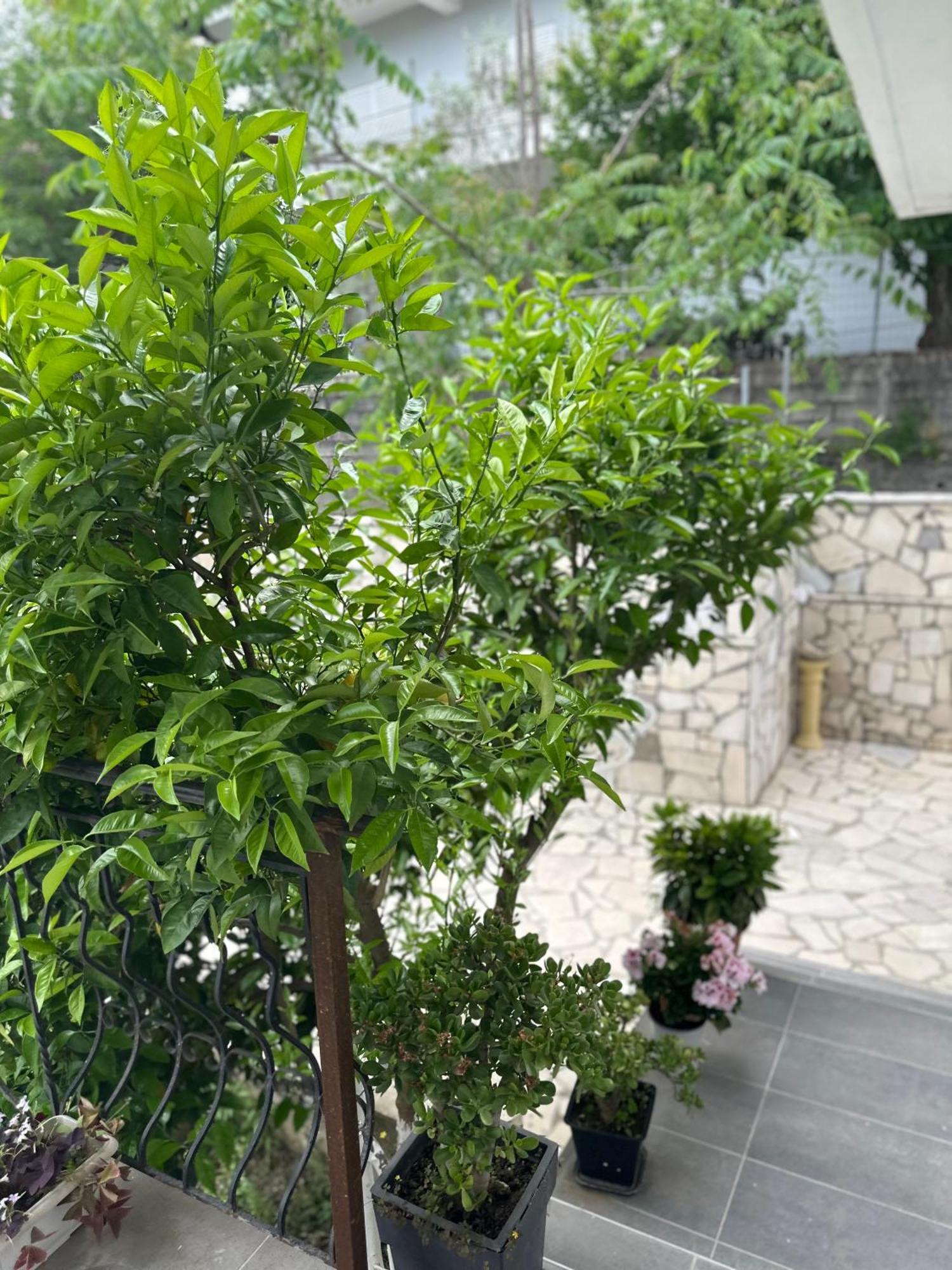 Villa Braho Gjirokastër 外观 照片